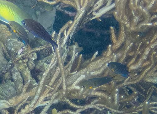 Lined chromis (Chromis lineata) — Pomacentridae — 5