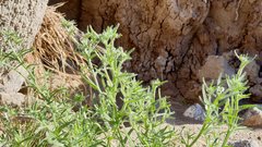 Cryptantha maritima maritima