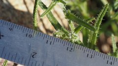 Cryptantha maritima maritima