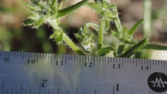 Cryptantha maritima maritima