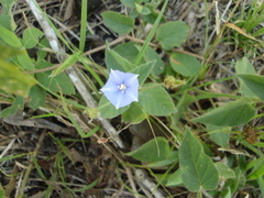 Jacquemontia evolvuloides