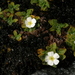 Ourisia muscosa - Photo (c) Lada Malek, some rights reserved (CC BY-NC), uploaded by Lada Malek