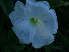 Ipomoea suaveolens
