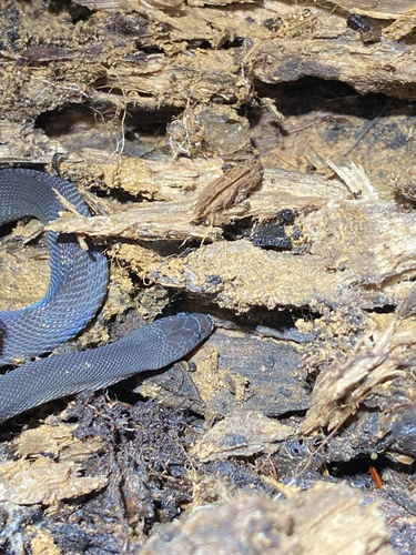 Bearded Snake