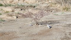 Eriogonum deflexum deflexum