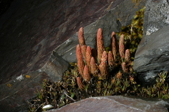 Phlegmariurus crassus