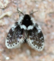 Lepiseodina conspicua