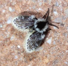 Lepiseodina conspicua