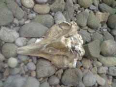 Ziphius cavirostris