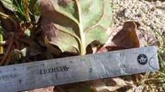 Eriogonum deflexum deflexum