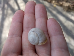 Otala lactea