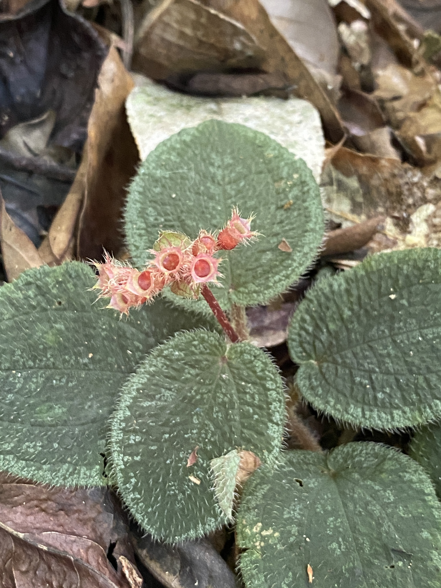 Nephoanthus prostratus — ảnh 3