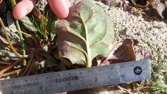 Eriogonum deflexum deflexum