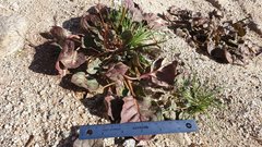 Eriogonum deflexum deflexum