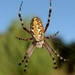 Araneus annulipes - Photo (c) qfaye, some rights reserved (CC BY-NC), uploaded by qfaye
