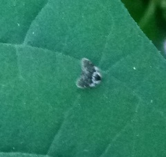 Lepiseodina conspicua