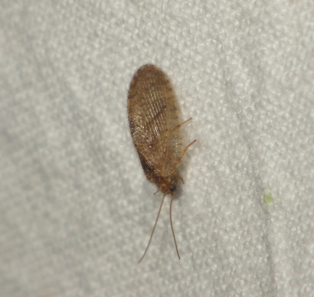 Megalomus tineoides