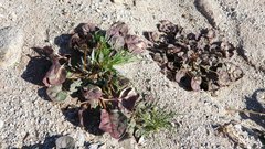 Eriogonum deflexum deflexum