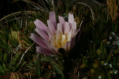 Hypochaeris taraxacoides