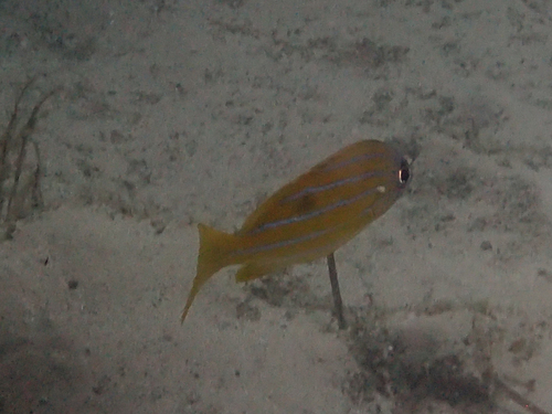 Lutjanus quinquelineatus