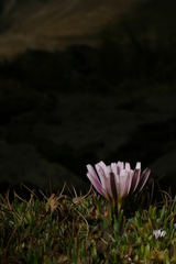 Hypochaeris taraxacoides