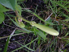 Ipomoea suaveolens