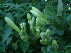Ipomoea suaveolens