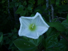 Ipomoea suaveolens