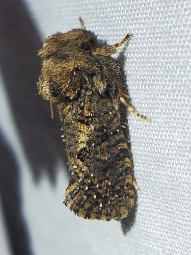 Arcane Grass Tubeworm Moth photo 4