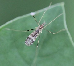 Erioptera