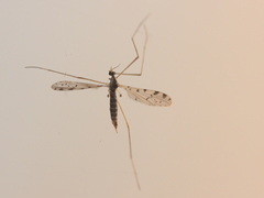 Erioptera armata