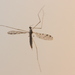 Erioptera armata - Photo (c) Even Dankowicz, some rights reserved (CC BY), uploaded by Even Dankowicz