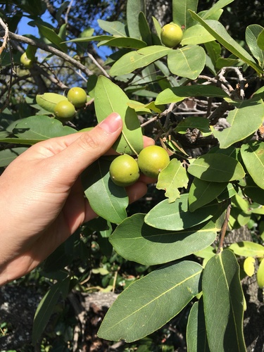 jackalberry (Diospyros mespiliformis)