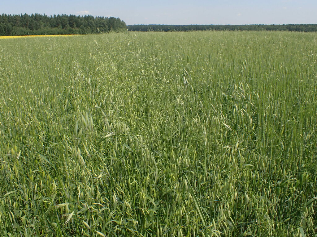 Кутья из яровой пшеницы