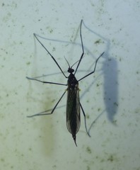 Gnophomyia tristissima