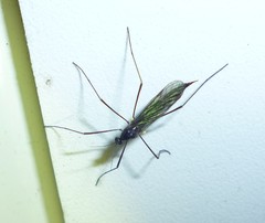 Gnophomyia tristissima