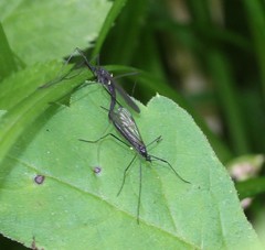 Gnophomyia tristissima
