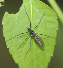 Gnophomyia tristissima