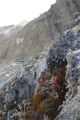 Castilleja alpicola