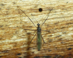 Gnophomyia tristissima