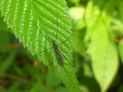 Gnophomyia tristissima