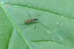 Gnophomyia tristissima