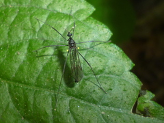 Gnophomyia tristissima