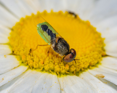 Hedriodiscus dorsalis