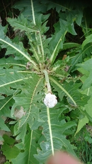 Sonchus acaulis