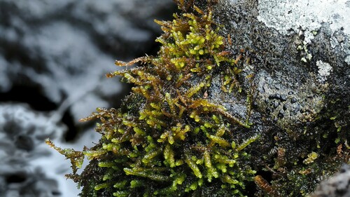 Platyhypnum smithii observed 2022-09-03