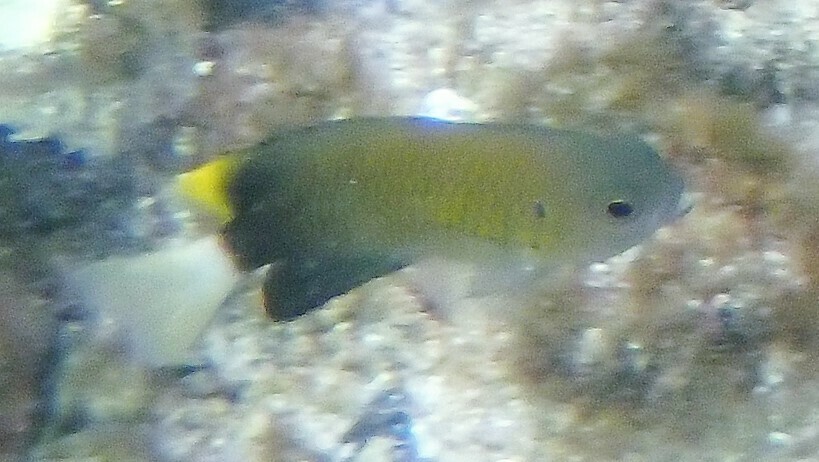 Slender Damselfish