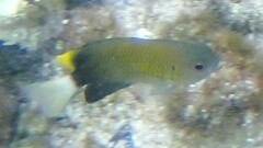Slender Damselfish photo 1