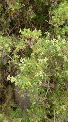 Paronychia canariensis