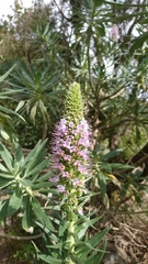 Echium virescens